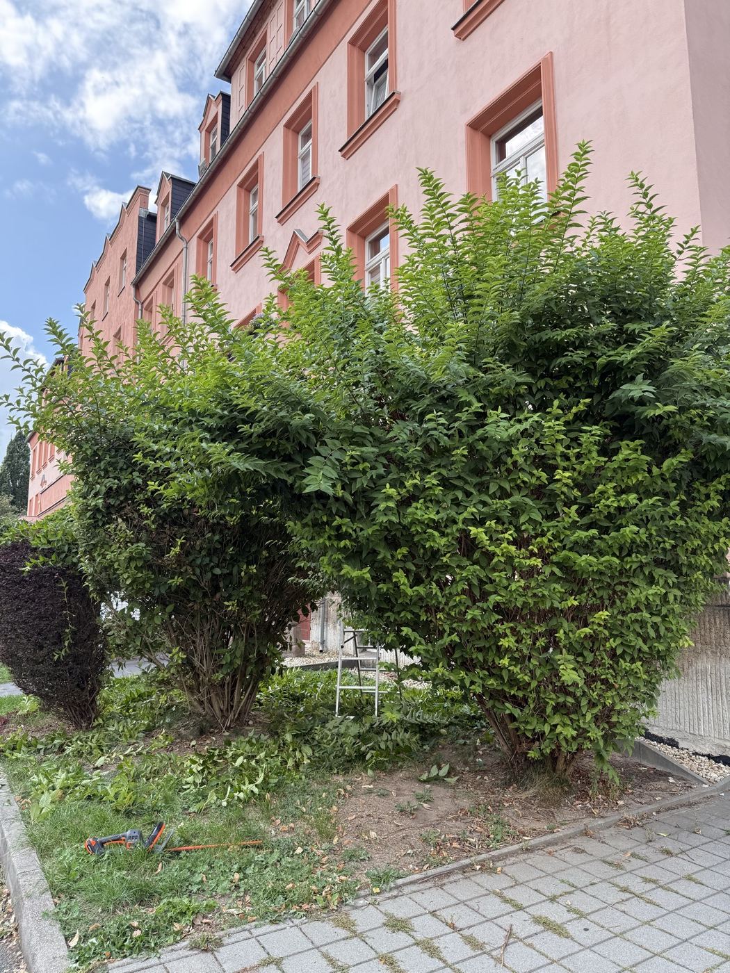 Zugewachsene Sträucher vor dem Rückschnitt